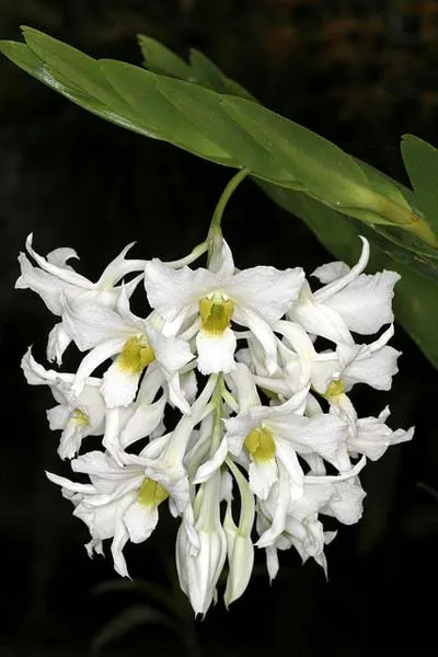 Dendrobium ovipostoriferum