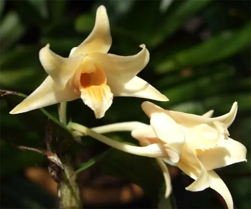 Dendrobium singakawangense