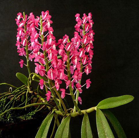 Dyakia hendersoniana