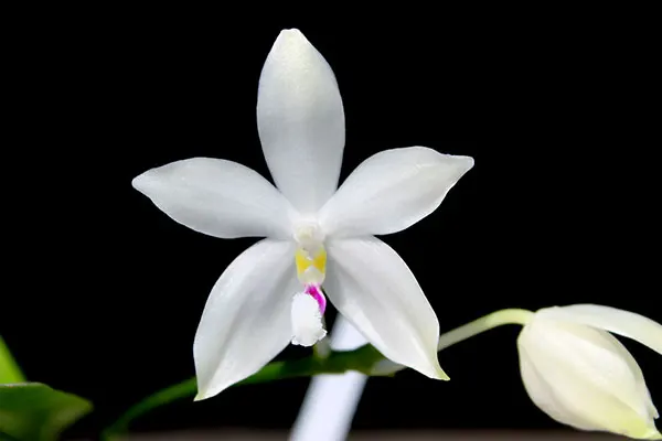 Phalaenopsis speciosa