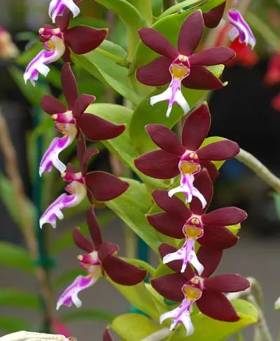 Trichoglottis brachiata