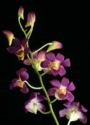 Dendrobium Betty