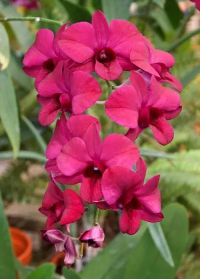 Dendrobium Christmas Red