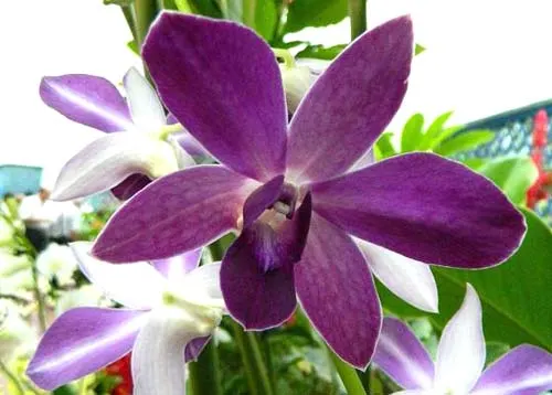 Dendrobium Nopporn Blue