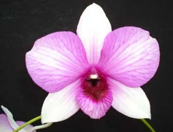 Dendrobium Sai Rung Sugar