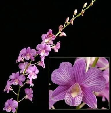 Dendrobium Shisuka