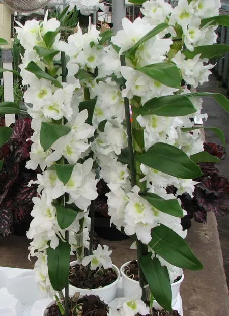 Dendrobium nobile 'Spring Dream Apollon'