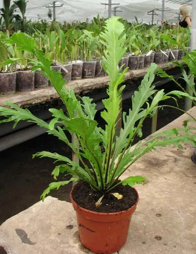 Asplenium fimbriatum