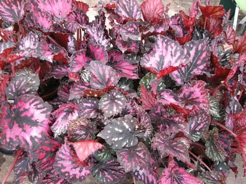 Begonia rex 'Amazing'