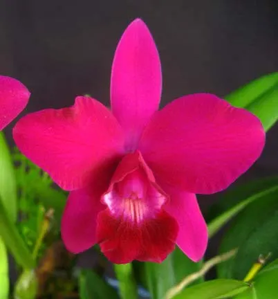 Laeliocattleya Chian-Tzy Angiekoh 'Four Season'