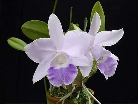 Laeliocattleya Memoria Hideyuki Goto 'Xiang Fei'