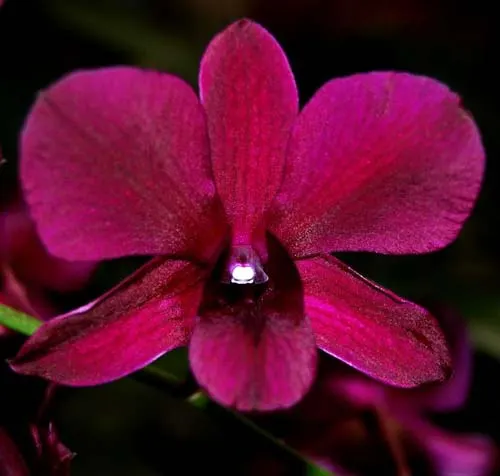 Dendrobium Daeng
