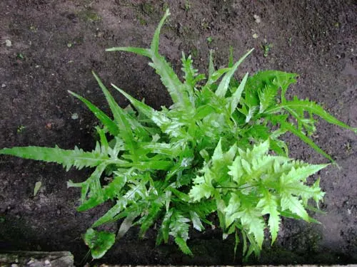 Pteris cretica