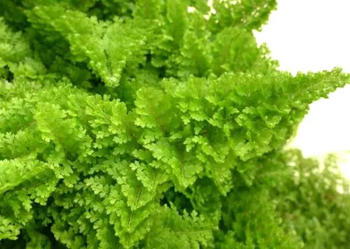 Nephrolepis exaltata 'Fluffy-Ruffles'