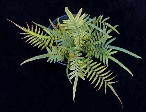 Pteris vittata