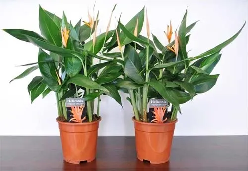 Heliconia 'Olympic Dream'