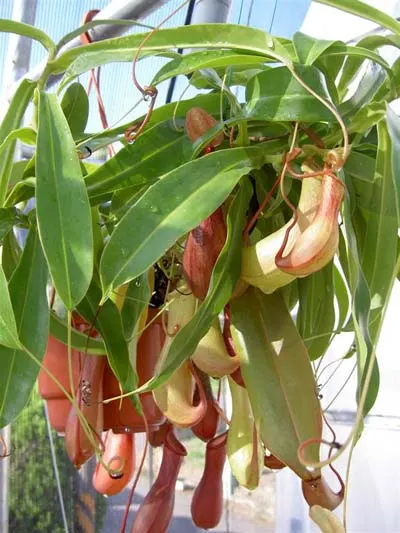 Nepenthes ventricosa x alata