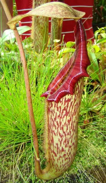 Nepenthes 'Miranda'