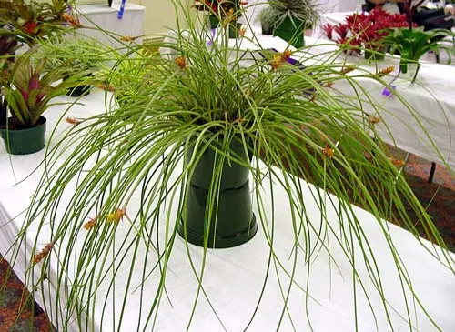 Acanthostachys strobilacea