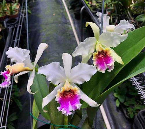 Cattleya rex