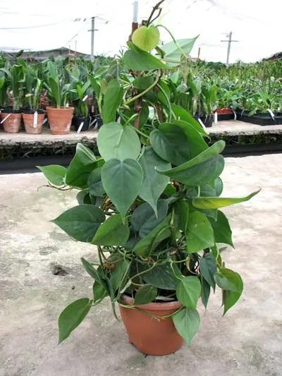 Philodendron scandens