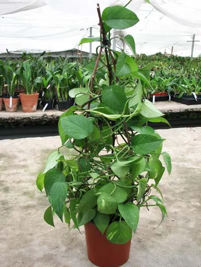 Epipremnum aureum