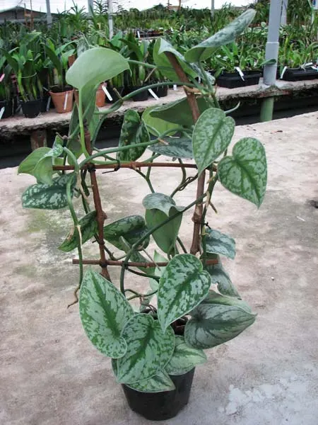 Scindapsus pictus