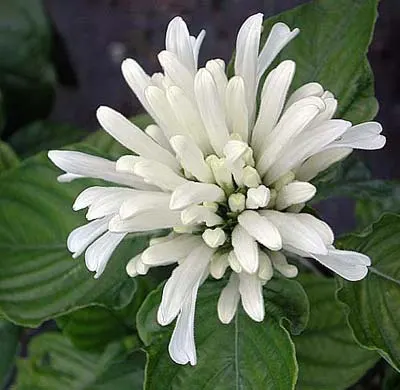 Jacobinia carnea 'Alba'