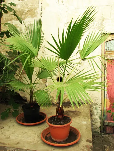 Washingtonia filifera