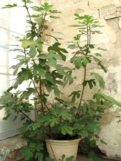 Ficus carica
