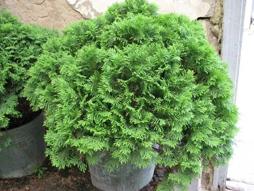 Thuja occidentalis