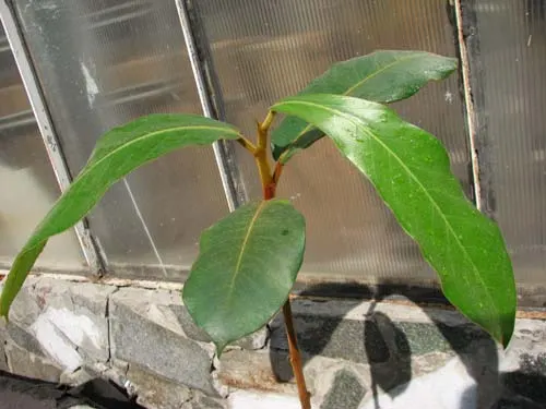 Ficus velutina
