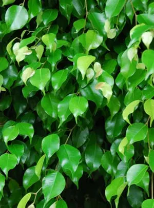 Ficus benjamina