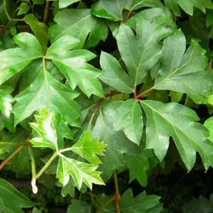 Cissus rhombifolia