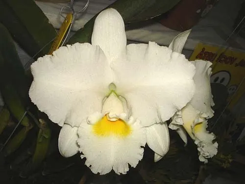 Cattleya Tiffin Bells