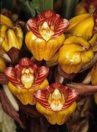 Acanthephippium mantinianum