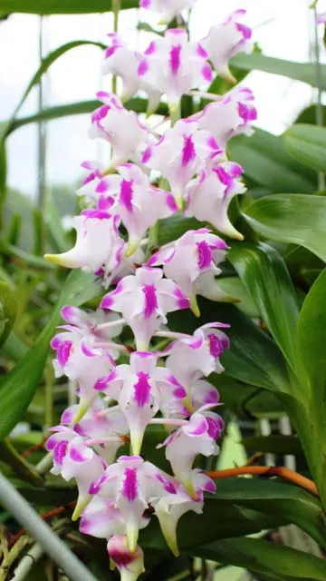 Aerides lawrenciae