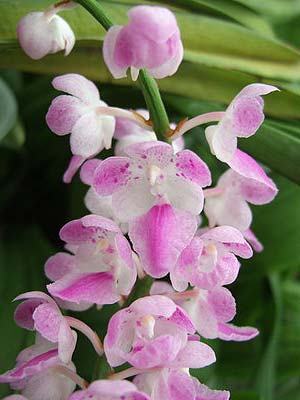 Aerides lawrenciae var. punctata