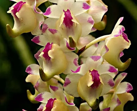 Aerides lawrenciae var sanderiana