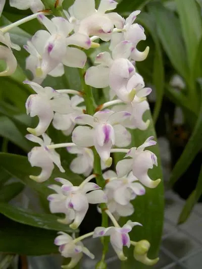 Aerides odorata