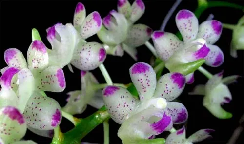 Aerides quinquevulnera