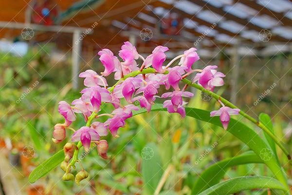 Aerides quinquevulnera var calayana