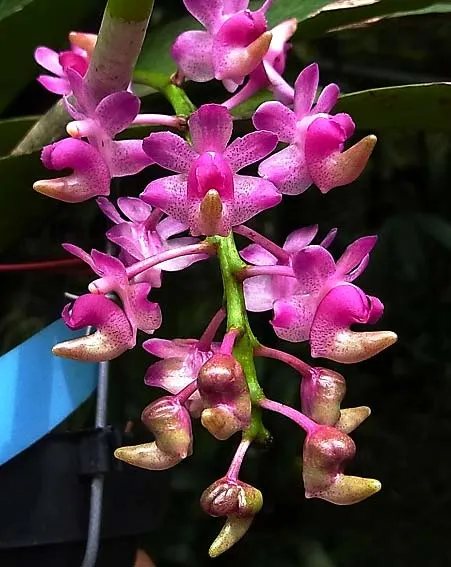 Aerides quinquevulnera var. purpurata