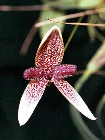 Bulbophyllum elassoglossum