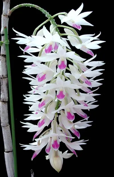 Dendrobium amethystoglossum