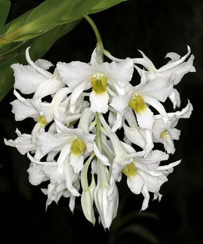 Dendrobium dearei
