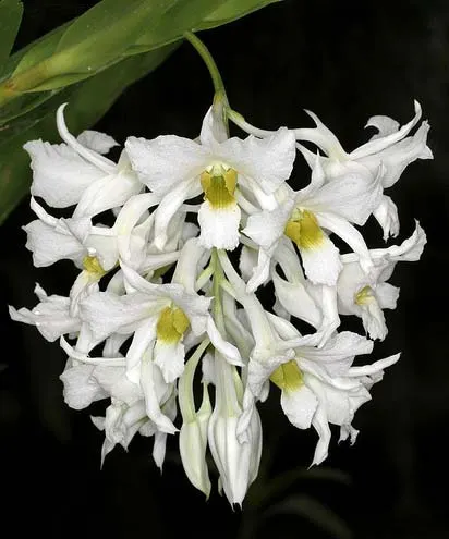 Dendrobium dearei