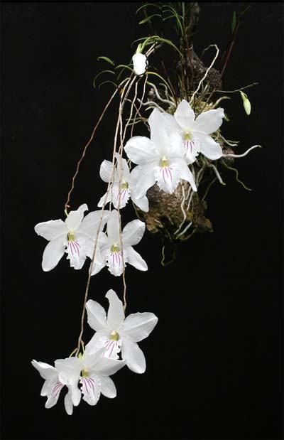 Dendrobium papilio