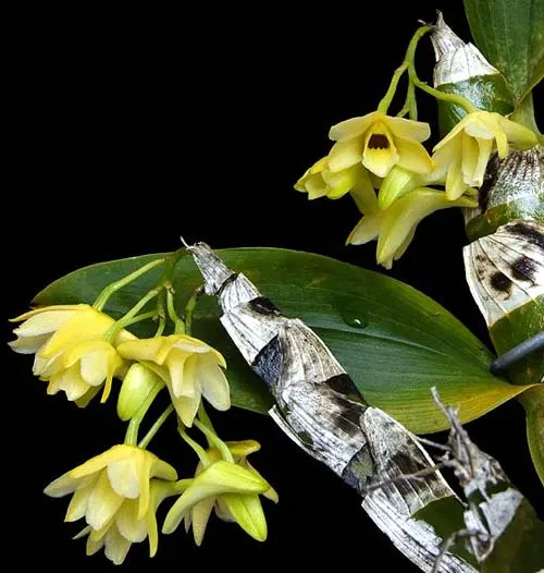 Dendrobium platycaulon