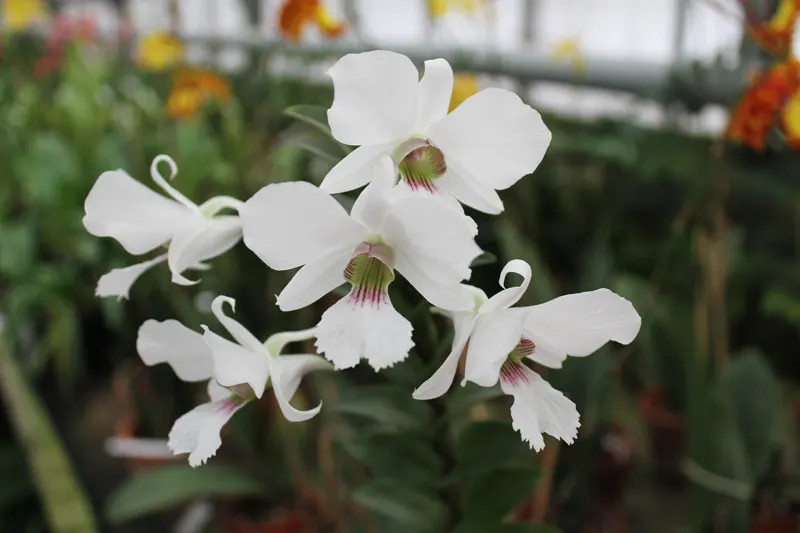 Dendrobium sanderae